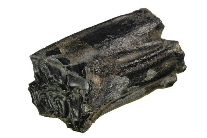 Pleistocene Aged Fossil Horse Tooth - Florida #123262